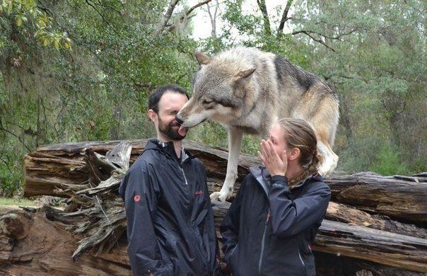 Смехопанорама online фото 426 Смехопанорама online фото 426