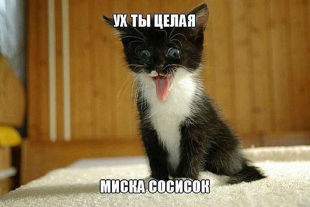 ������������� online ���� 441