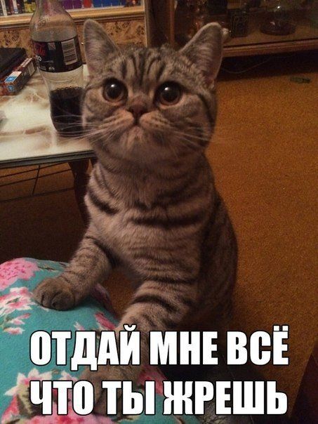 ������������� online ���� 462