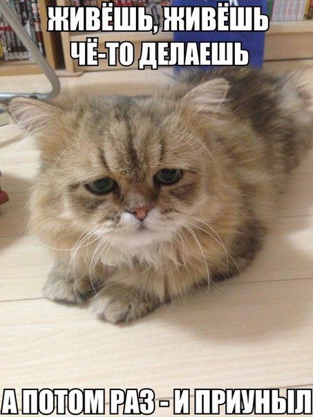 ������������� online ���� 479