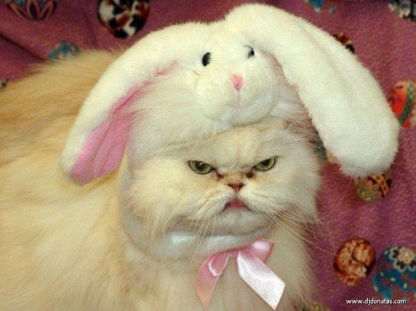 Смехопанорама online фото 485 Смехопанорама online фото 485