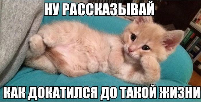 Смехопанорама online фото 488 Смехопанорама online фото 488