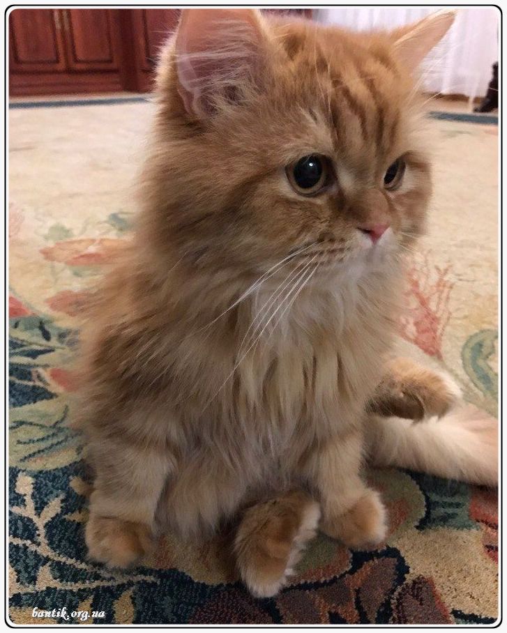 Веселые котята - забавные картинки | фото #0191 Cute kittens with funny captions | Котята сонник