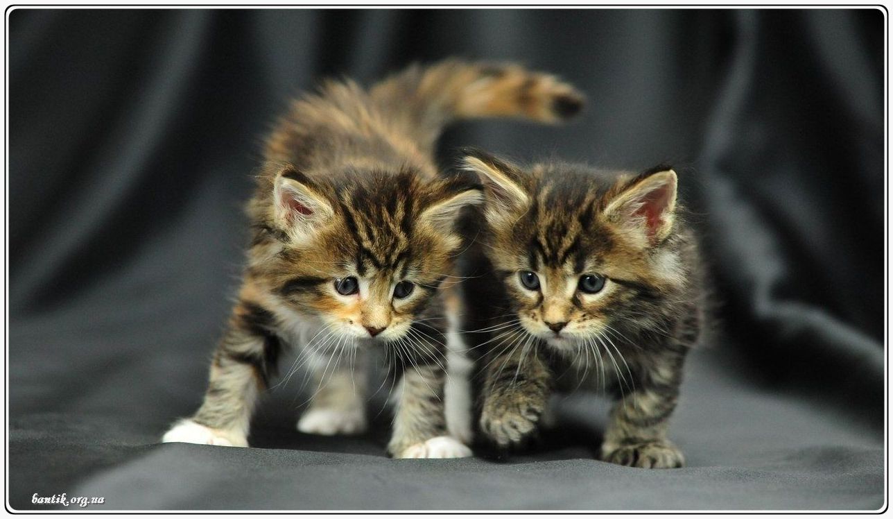 Веселые котята - забавные картинки | фото #0192 Funny kittens comp | Котята бенгальской породых