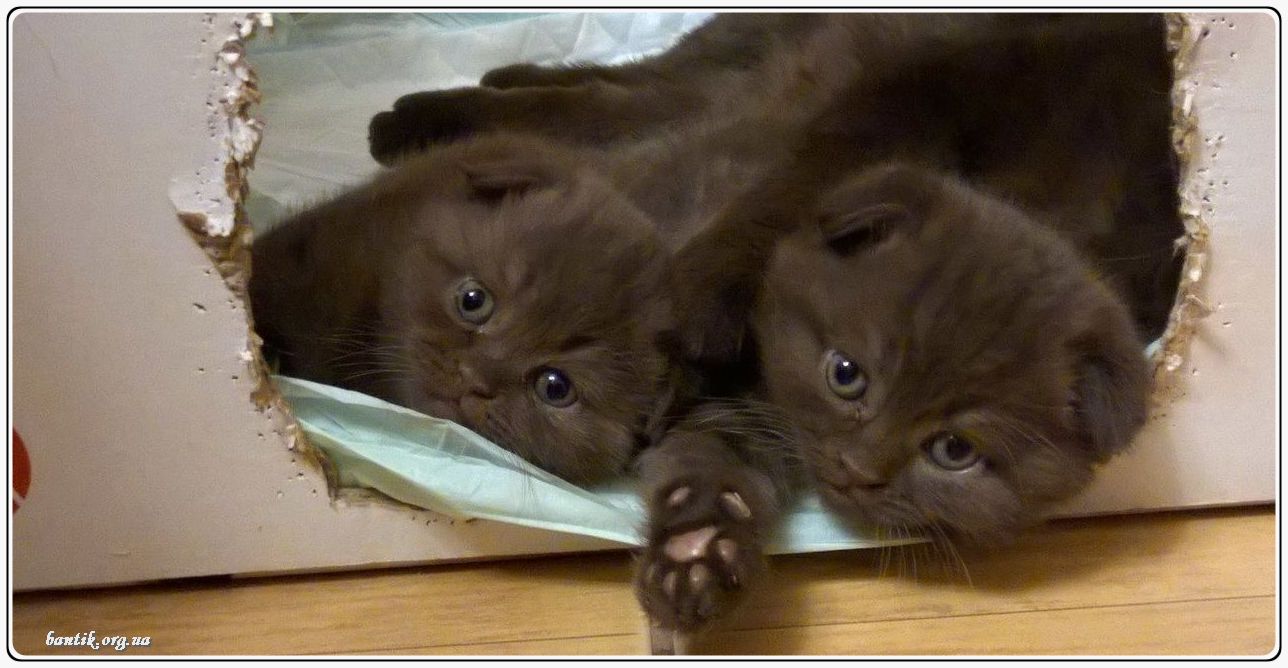 Веселые котята - забавные картинки | фото #0193 Funny kittens backgrounds | Смешные котята и щенята