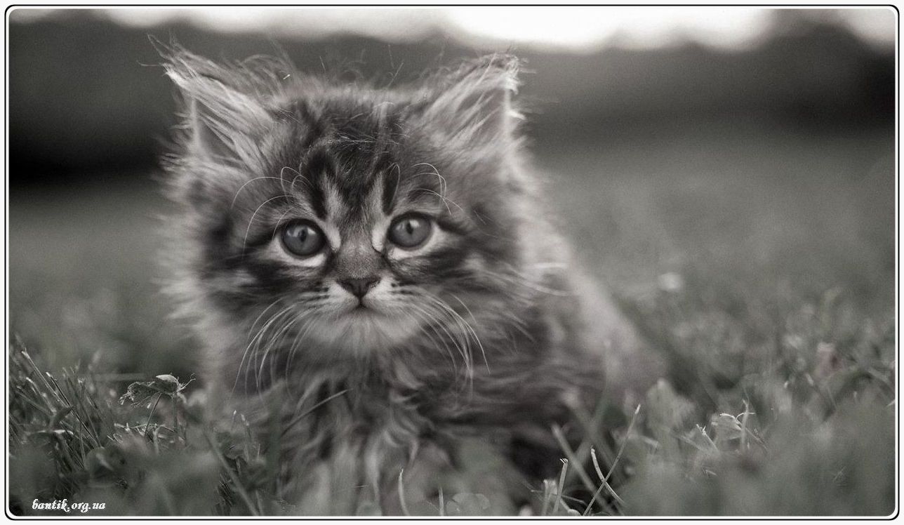 Веселые котята - забавные картинки | фото #0194 Funny kittens names female | Котята тайской породы