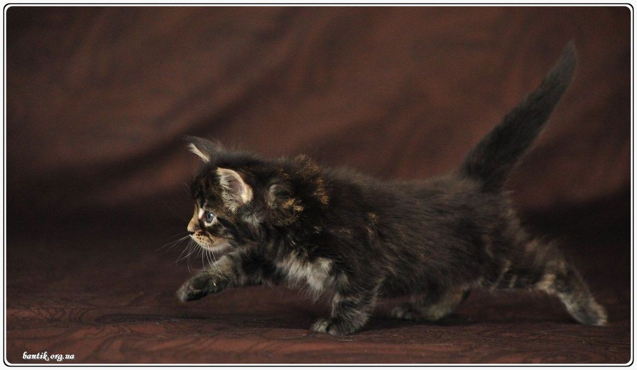 Веселые котята - забавные картинки | фото #0195 Kittens making funny noises | Котята hd