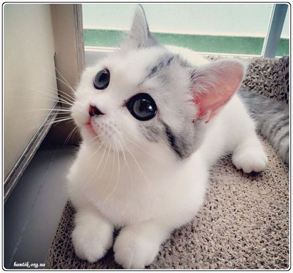 Веселые котята - забавные картинки | фото #0196 Funny kittens and puppies | Котята overwatch