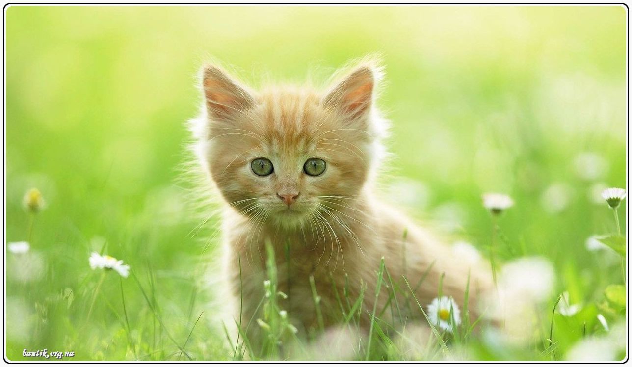 Веселые котята - забавные картинки | фото #0197 Kittens funny kittens | Котята амигуруми крючком схемы