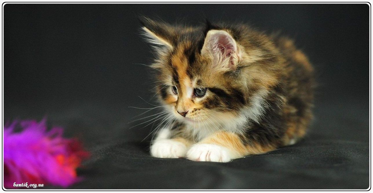 Веселые котята - забавные картинки | фото #0198 Funny kittens wallpaper | Котята даром