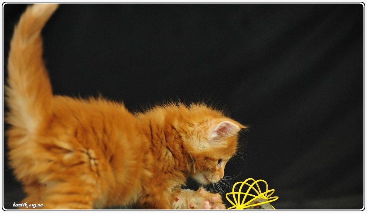 Веселые котята - забавные картинки | фото #0199 Funny white kittens | Веселый котенок фото