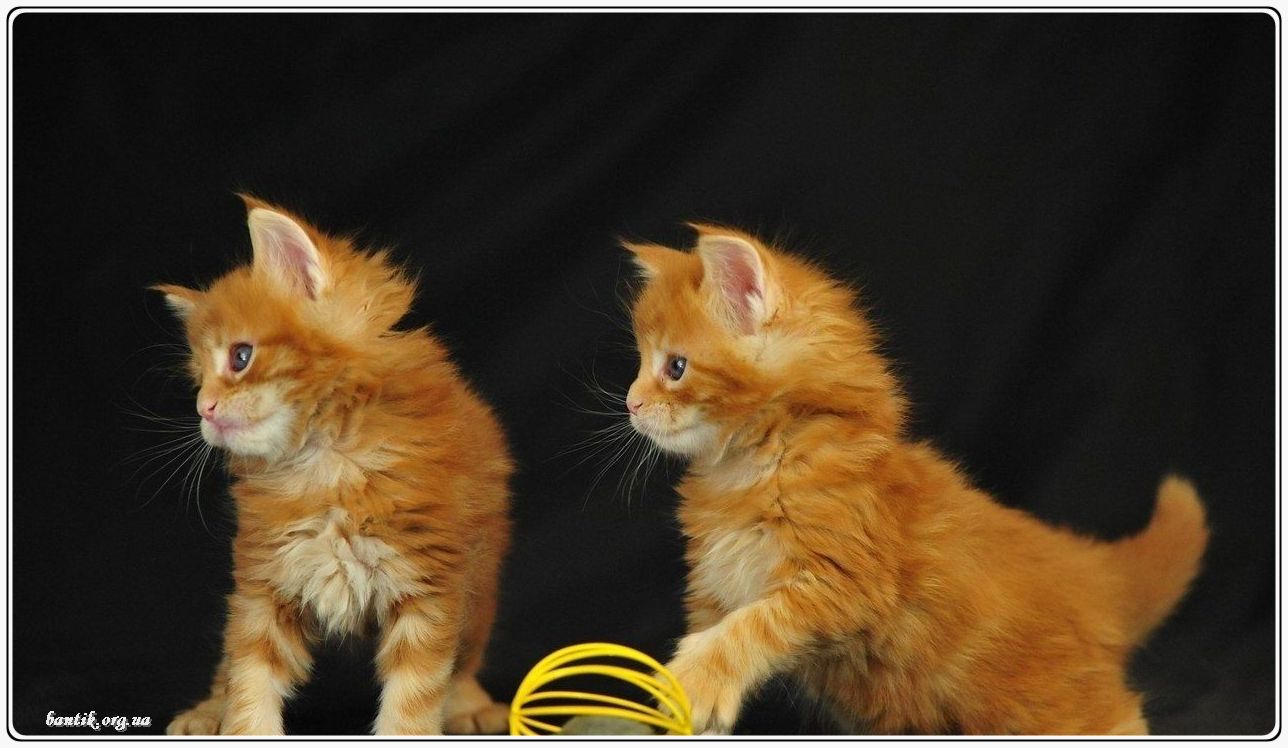 Веселые котята - забавные картинки | фото #0200 Funny kittens jumping | Котята hd фото