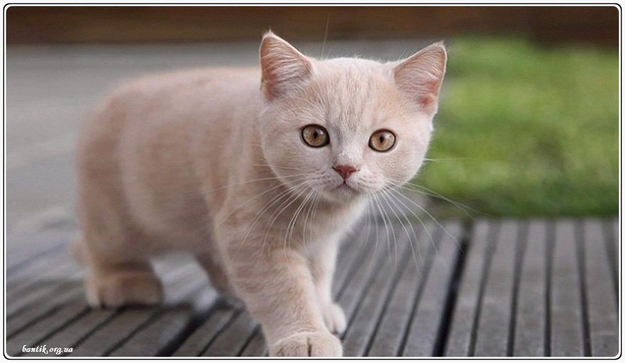 Веселые котята - забавные картинки | фото #0201 Funny kittens on youtube | Сибирские котята 6 месяцев