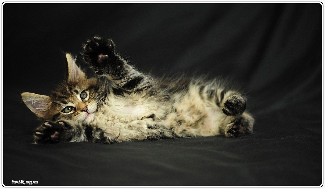 Веселые котята - забавные картинки | фото #0202 Funny kittens videos | Смешные котята картинки