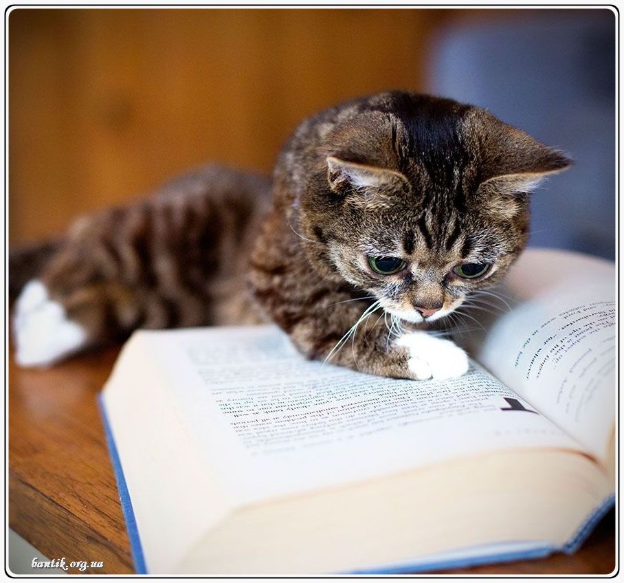 Веселые котята - забавные картинки | фото #0203 Funny kitten and puppy pictures | Смешные котята кошки и коты