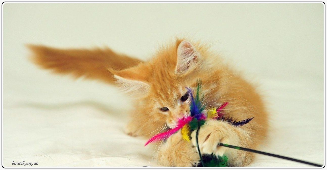 Веселые котята - забавные картинки | фото #0204 Kittens doing funny videos | Снятся котята к чему это