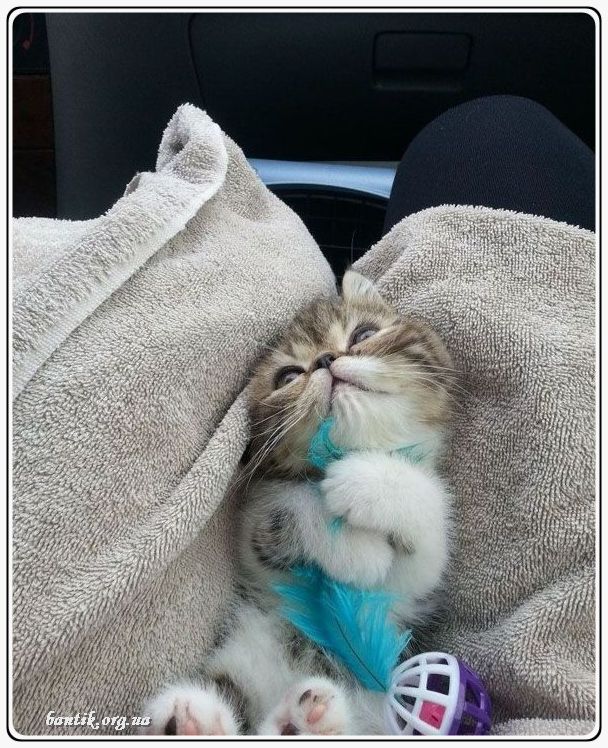 Веселые котята - забавные картинки | фото #0205 Kittens doing funny | Котята британцы фото