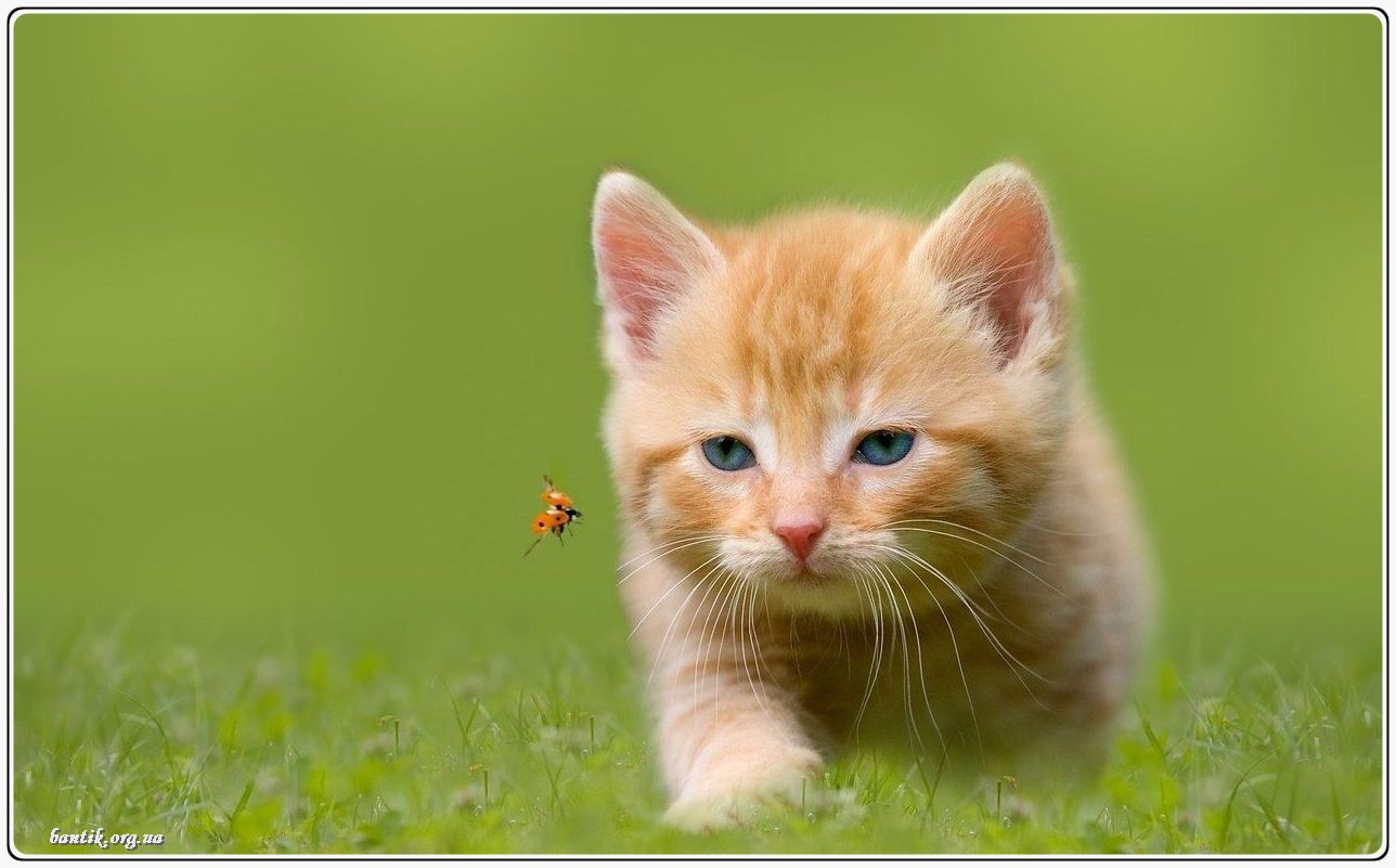 Веселые котята - забавные картинки | фото #0207 Funny videos of kittens falling | Котята фото скачать