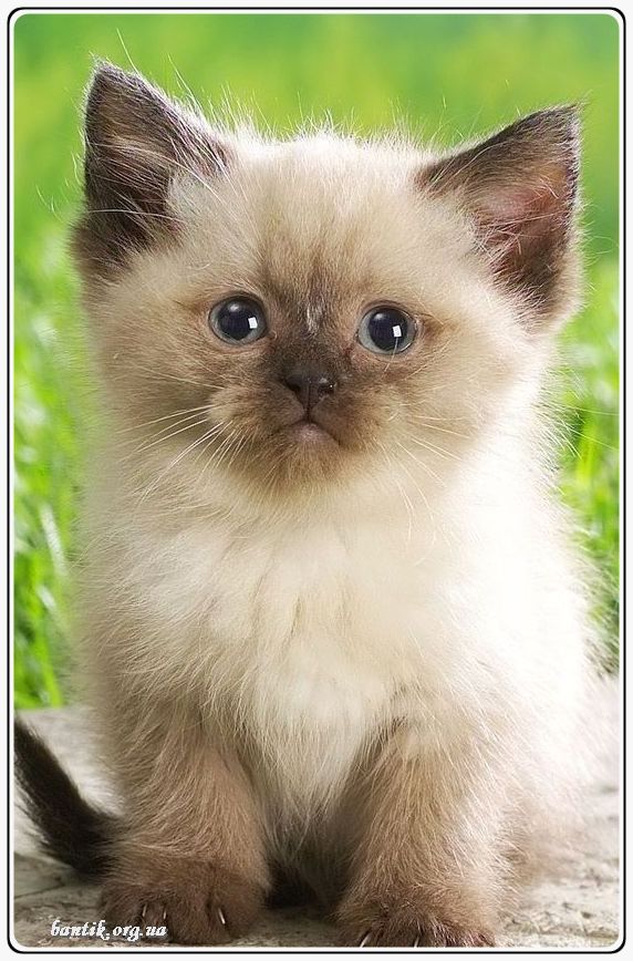 Веселые котята - забавные картинки | фото #0208 Funny kittens buzzfeed | Котята whatmytoy