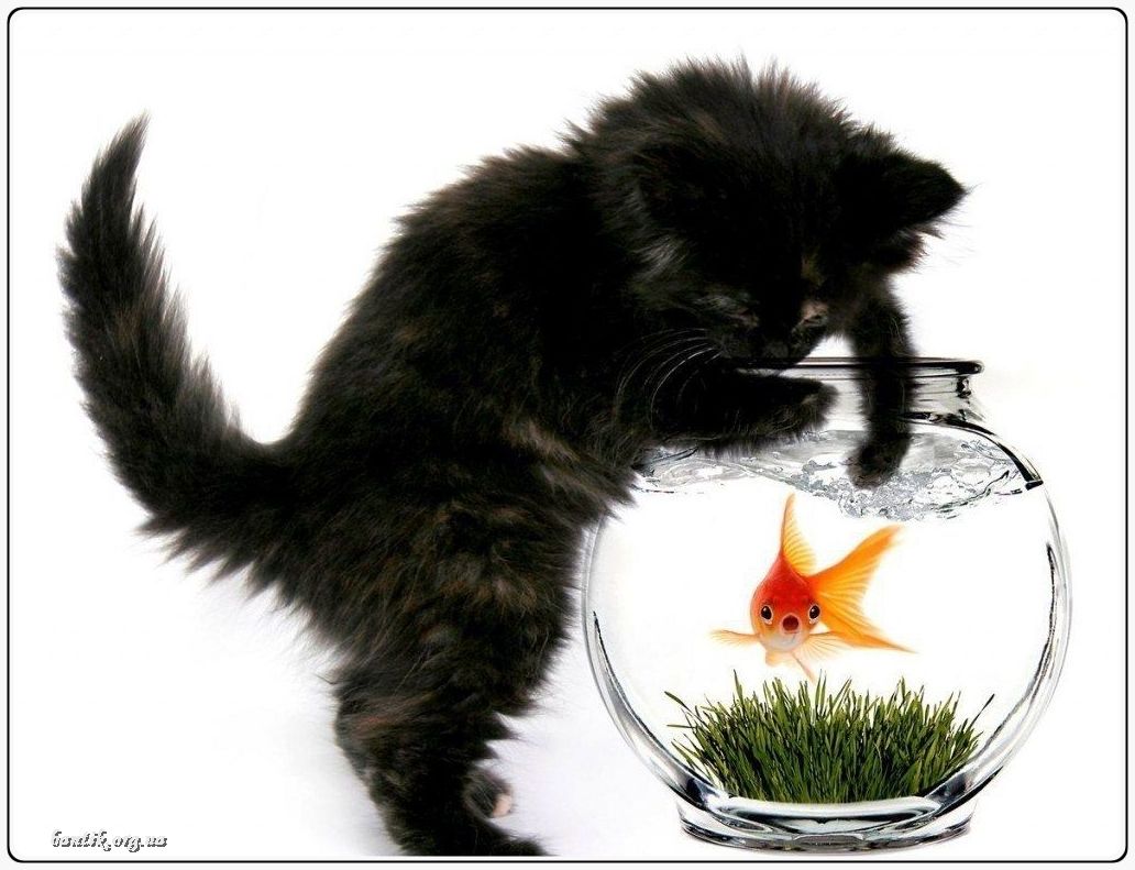 Веселые котята - забавные картинки | фото #0209 Funny kittens falling | Котята и щенки