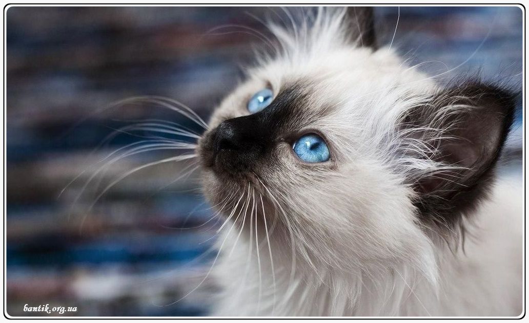 Веселые котята - забавные картинки | фото #0210 Awesome funny kittens with sayings | Котята серые