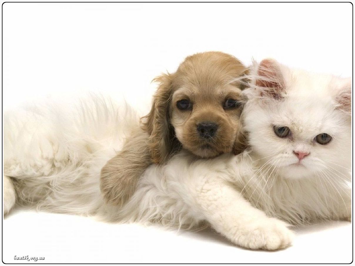 Веселые котята - забавные картинки | фото #0211 Funny tabby kittens | Котята с большими глазами