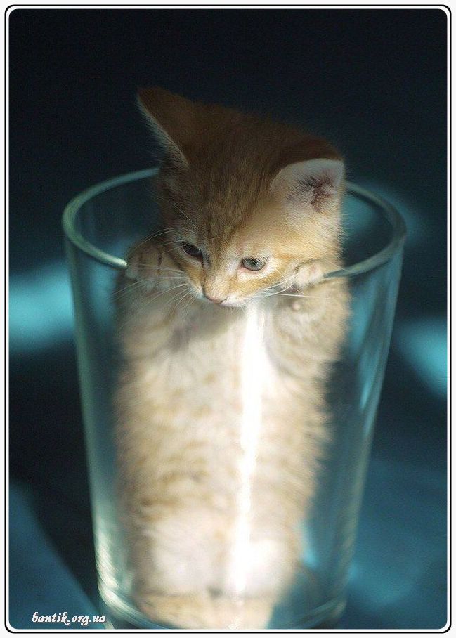 Веселые котята - забавные картинки | фото #0213 Funny kittens tumblr | Картинки милые и смешные котята