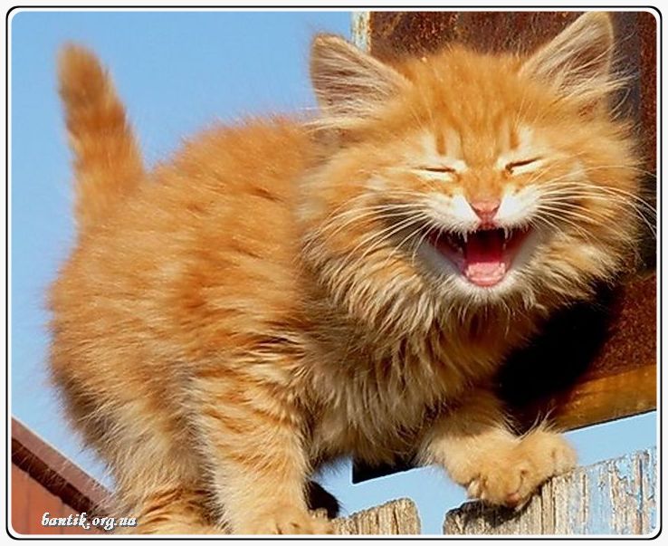 Веселые котята - забавные картинки | фото #0215 Funny kittens clean | Смешные котята играют