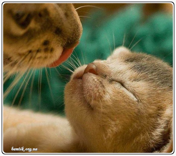 Веселые котята - забавные картинки | фото #0216 Funny cats kittens | Смешные котята видео ютуб