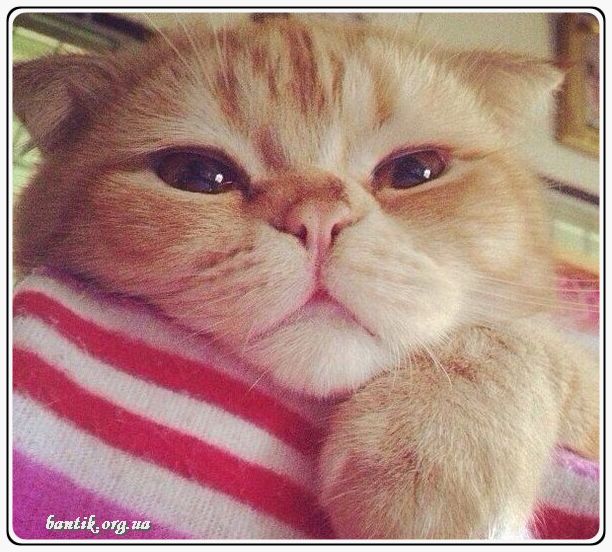 Веселые котята - забавные картинки | фото #0218 Funny ragdoll kittens | Смешной котенок гифка