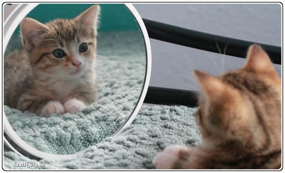 Веселые котята - забавные картинки | фото #0219 Funny kittens 2018 | Мы веселые котята минус