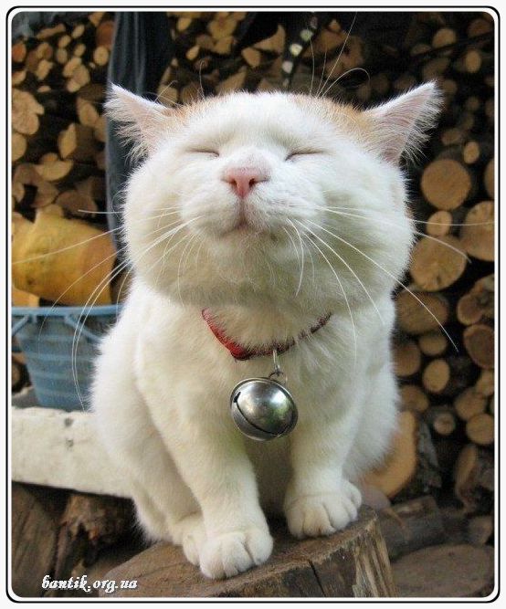 Веселые котята - забавные картинки | фото #0220 Funny kittens in a box | Смешные котята анимашки