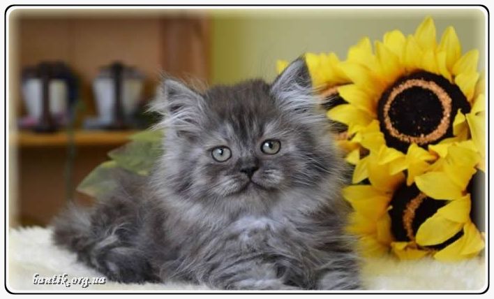 Веселые котята - забавные картинки | фото #0271 Funny kitten animated gif | Котята фотографии котят