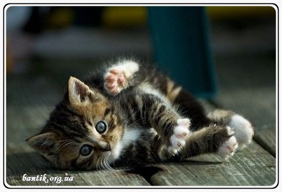 Веселые котята - забавные картинки | фото #0273 Cute kittens playing funny | Смешные котята поют