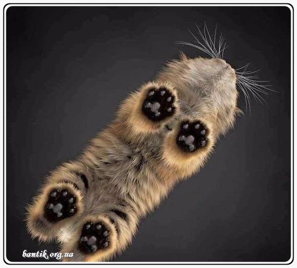 Веселые котята - забавные картинки | фото #0274 Funny kittens youtube | Котята space