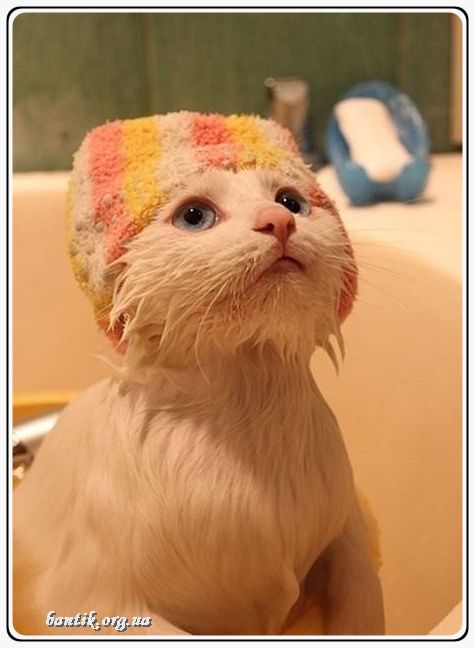 Веселые котята - забавные картинки | фото #0275 My_funny_kittens | Веселые щенки и котята