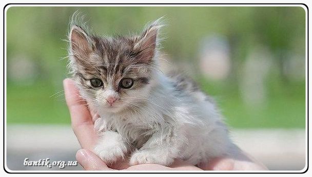 Веселые котята - забавные картинки | фото #0277 Funny kittens gif | Приколы котята и щенки