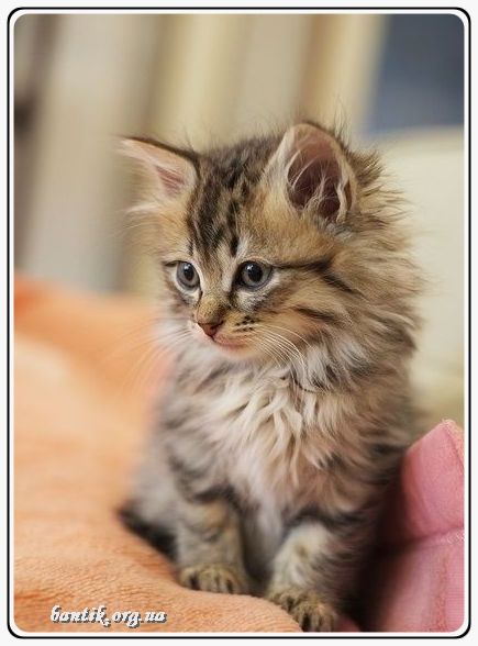 Веселые котята - забавные картинки | фото #0278 Funny baby kittens | Смешные абиссинские котята