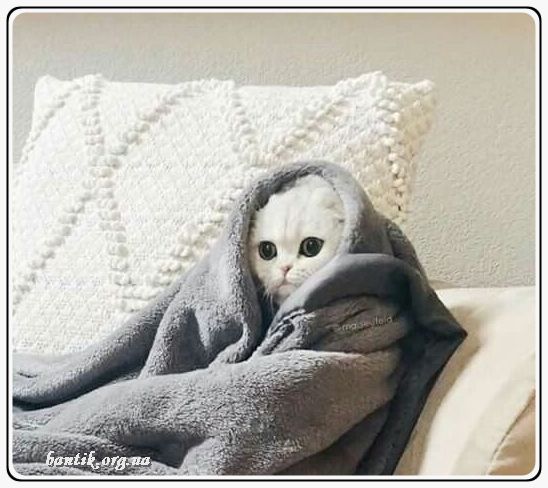 Веселые котята - забавные картинки | фото #0279 Funny kittens playing videos | Маленькие котята youtube