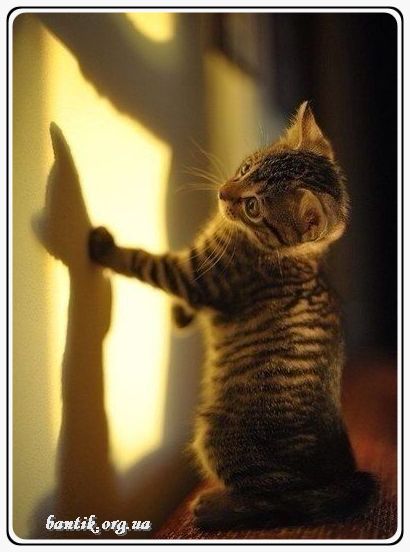 Веселые котята - забавные картинки | фото #0282 Funny kittens try not to laugh | Смешные котята скачать бесплатно