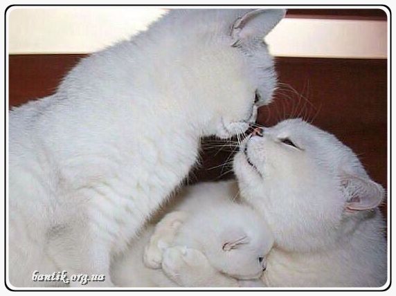 Веселые котята - забавные картинки | фото #0283 Funny pictures of kittens | Котята британские