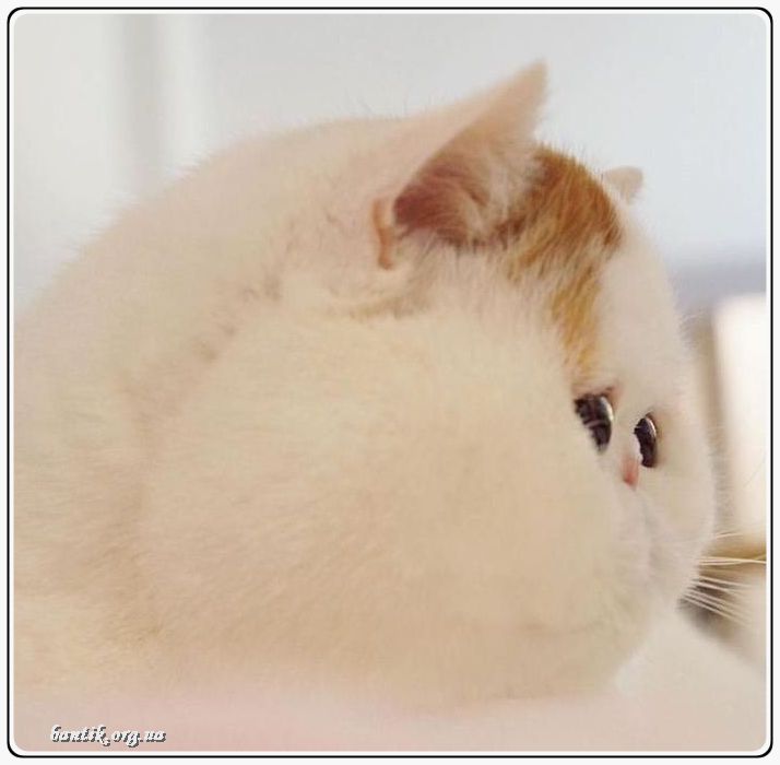 Веселые котята - забавные картинки | фото #0284 Funny kittens vines | Котята gif