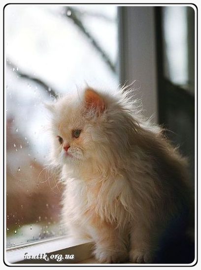 Веселые котята - забавные картинки | фото #0285 Funny kittens | Смешные нарисованные котята