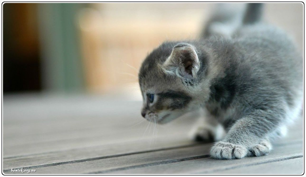 Веселые котята - забавные картинки | фото #0286 Funny kitten and dog videos | Котята kitty love играть