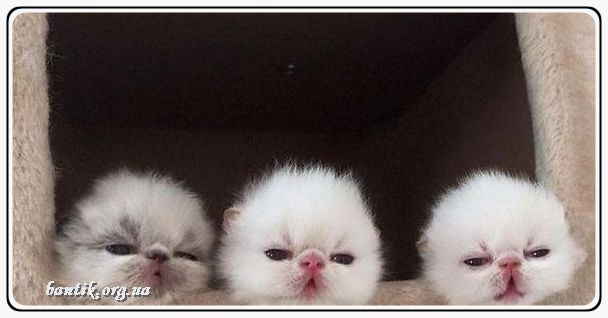 Веселые котята - забавные картинки | фото #0287 Funny kittens playing | Смешные котята с музыкой