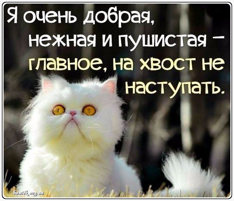 Веселые котята - забавные картинки | фото #0288 Videos of funny kittens | Котята британцев