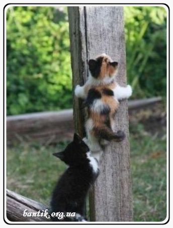 Веселые котята - забавные картинки | фото #0289 Funny videos of kittens and puppies | Котята арт