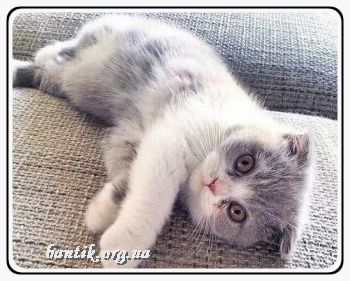 Веселые котята - забавные картинки | фото #0290 Really funny kittens | Смешные моменты с котами