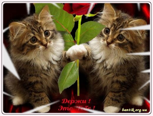 Gif greeting cards: Greetinfor cover letter