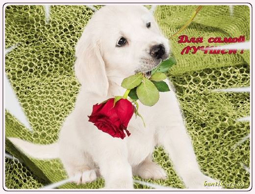 Gif greeting cards: Greetinfor email